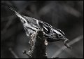 _7SB3838 black and white warbler